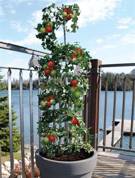 5 Vertical Vegetable Garden Ideas For Beginners | CONTEMPORIST