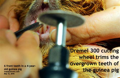 2016vets: 35. How to trim the guinea pig's overgrown teeth using the Dremel Cutting Wheel