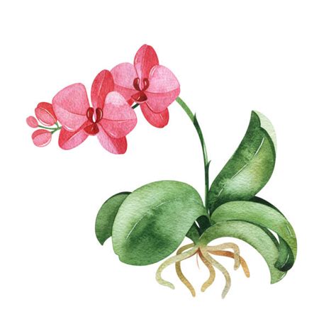 15,400+ Orchid Drawing Stock Illustrations, Royalty-Free Vector Graphics & Clip Art - iStock