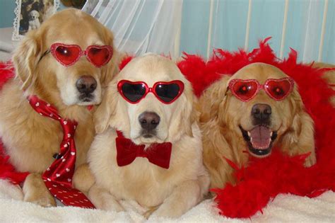 Too cool... | Valentines day dog, Dog valentines, Pet holiday