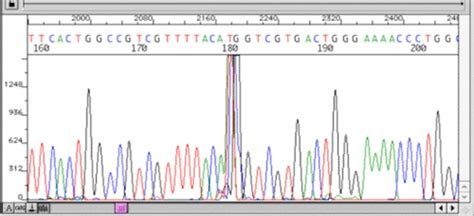 Capillary Electrophoresis - Forensic DNA