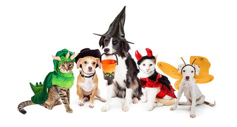 PHB Pet Hempoween Costume Contest! - Pure Hemp Botanicals