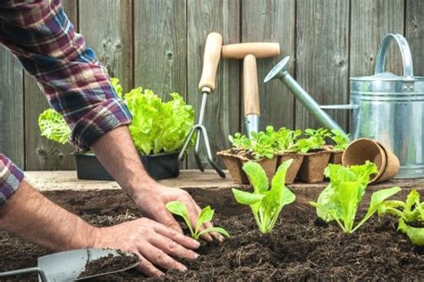 How to Prepare Seedlings for Transplanting - Together Time Family