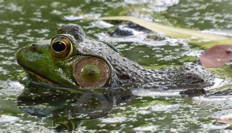 Maryland Biodiversity Project - American Bullfrog (Lithobates catesbeianus)