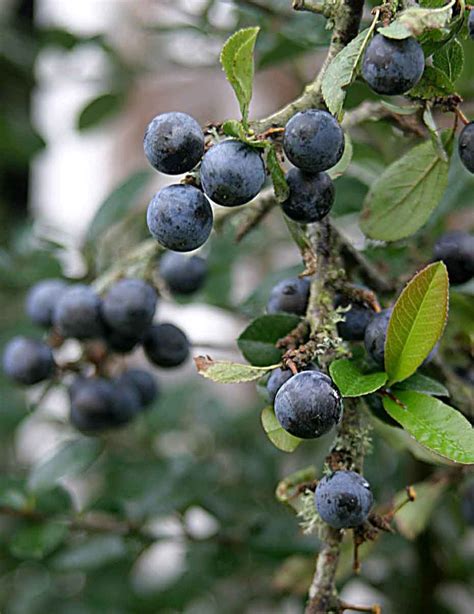 Sloe Berries 1 Free Photo Download | FreeImages