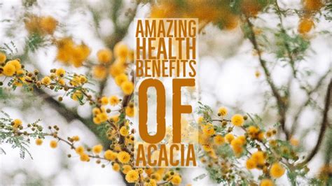 11 Amazing Health Benefits Of Acacia - pangbenta.com