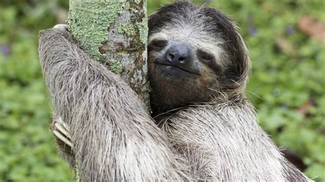 Three-toed sloth in the rainforest of Costa Rica | Windows Spotlight Images