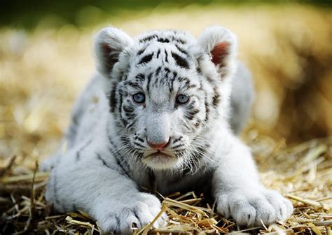 Cute Tiger – Telegraph