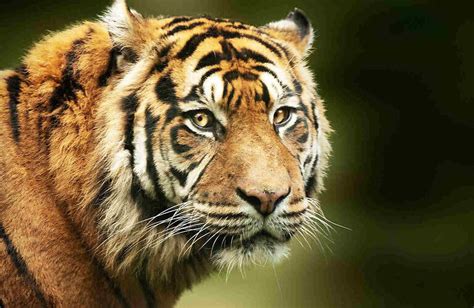 The Endangered Tiger and Their Importance to Us – cue media