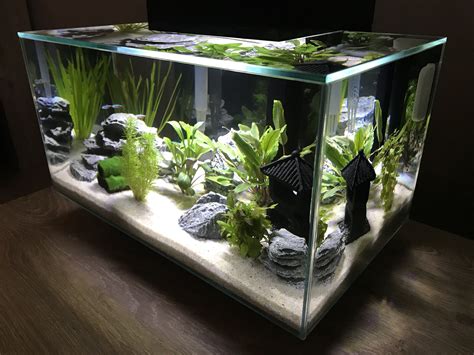 Fluval Edge 23L | Fish tank terrarium, Fish tank, Aquarium fish tank