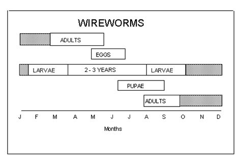 Wirworm Life Cycle