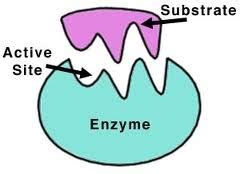 Amy Brown Science: Everything About Enzymes!! (and a free lab!)