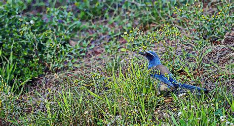 Painted Blue Bird Free Stock Photo - Public Domain Pictures