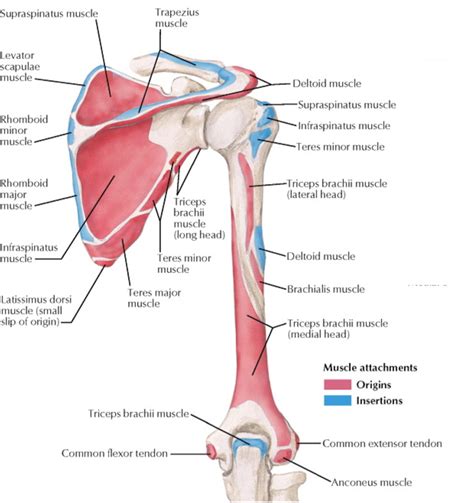 Muscle anatomy, Shoulder anatomy, Medical anatomy