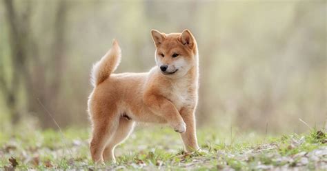 Shiba Inu For Adoption | Adopt A Shiba Inu | Petmeetly