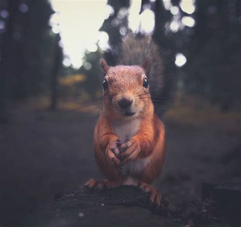 Young Photographer Creates A Bond With Wild Animals To Get These Extreme Close-Ups
