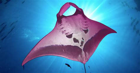 World's Only PINK Manta Ray Discovered - Stunning Images Emerge | The ...