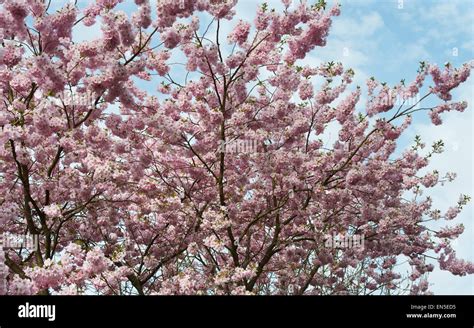 Prunus accolade. Flowering Cherry Tree against a blue cloudy sky Stock ...