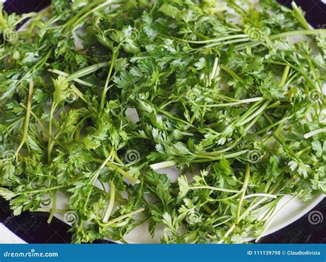 Parsley aka cilantro stock photo. Image of cuisine, parsley - 111139798