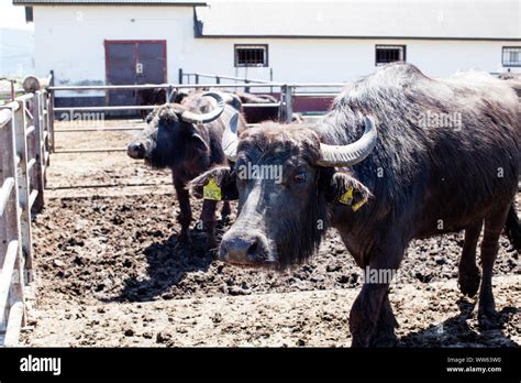 Buffaloes in a dairy farm. The dairy farm is specialized in buffalo milk cheese production Stock ...