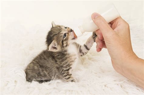 The Complete Guide to Bottle Feeding Kittens - All About Cats