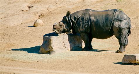 Indian Rhinoceros (Rhinoceros unicornis) | Starmind Conservation