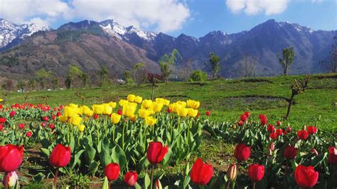 Kashmir Tulip Festival 2023 - Date, History, Ticket Price, Major ...