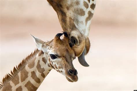 Baby Animals And Mothers: 50 Super Cute Babies And Their Moms (PHOTOS)