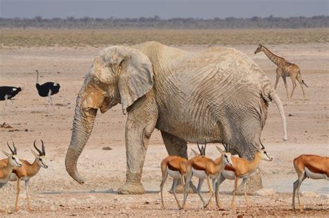 What You Need to Know Before Visiting Etosha National Park ...