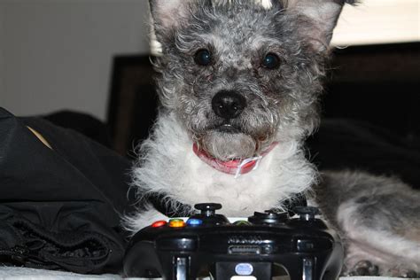 Dog playing Xbox 360 Photograph by Carlton Pecot - Fine Art America