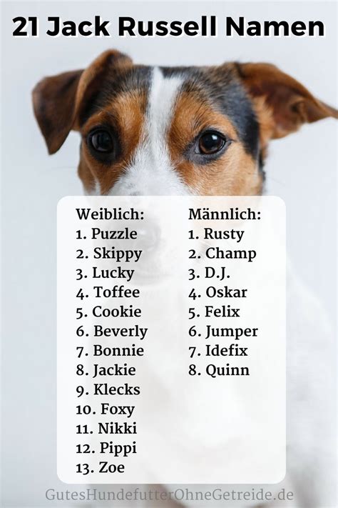 Jack Russell Namen: Weiblich und männlich mit Bedeutung | Hundenamen, Jack russell terriers, Namen