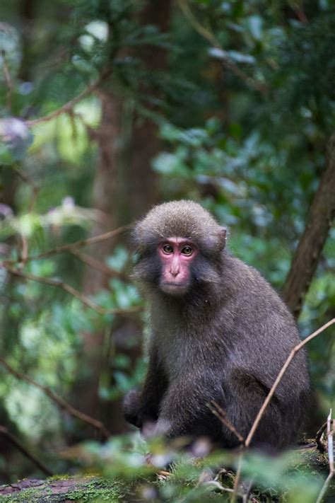 Brains over brawn: Mating strategies in Japanese macaques - Research ...