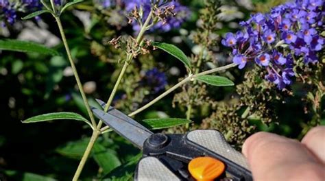 Pruning Buddleias - Butterfly Bushes - How & When To Prune ...