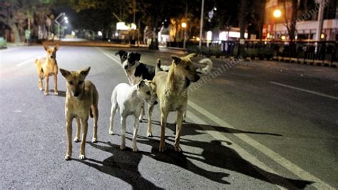 Stray dogs have right to food, no one can restrict others from feeding them, Delhi HC says