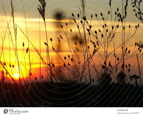 sun grass Grass Sun sunset - a Royalty Free Stock Photo from Photocase