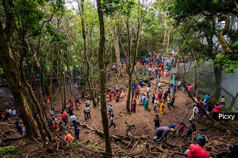 Image of Tourists Or Visitors Trekking The Famous Roots Of trees At Guna Caves Or Devil's ...