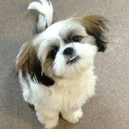 Difference between a Shih Tzu and Lhasa Apso - Difference.Guru