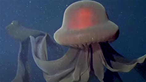 Ghostly Phantom Jellyfish Captured in Rare Footage off California Coast