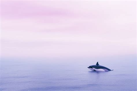 An orca outdoors dolphin nature. | Premium Photo - rawpixel