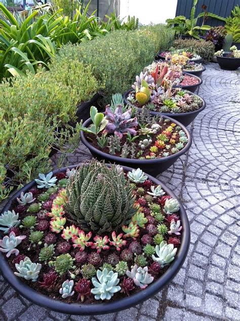 Create Stunning Potted Succulent Gardens