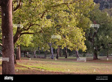 Kurrajong trees hi-res stock photography and images - Alamy