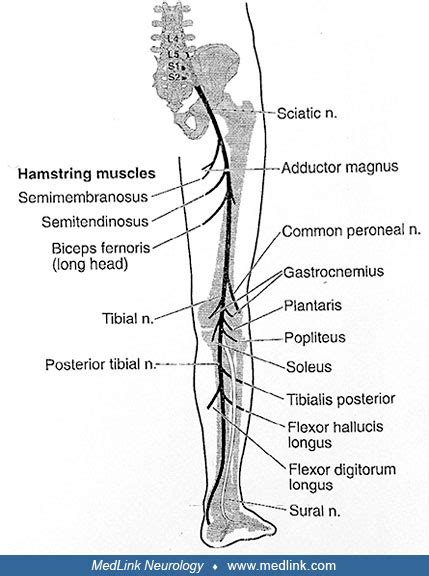 Tibial Nerve Injuries | MedLink Neurology