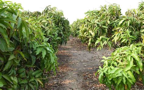 Mango Cultivation Income, Project report, Yield, Profits | Agri Farming