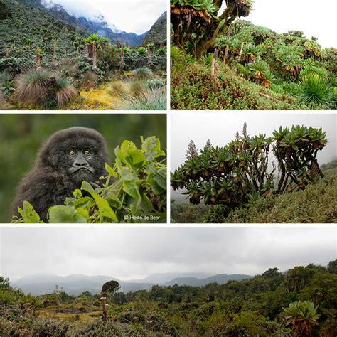 Virunga National Park - Africa Geographic