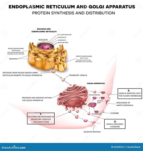 Endoplasmic Reticulum And Golgi Apparatus Stock Vector - Image: 63549512