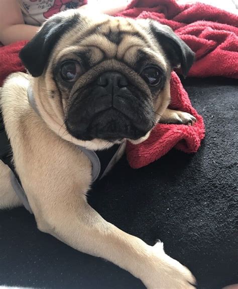 Pug 2 years old | in Corstorphine, Edinburgh | Gumtree