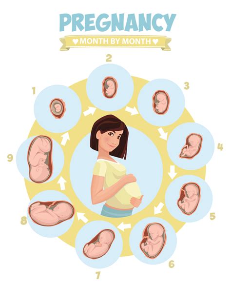 Pregnancy Trimesters: All You Need to Know - Dr Lal PathLabs Blog