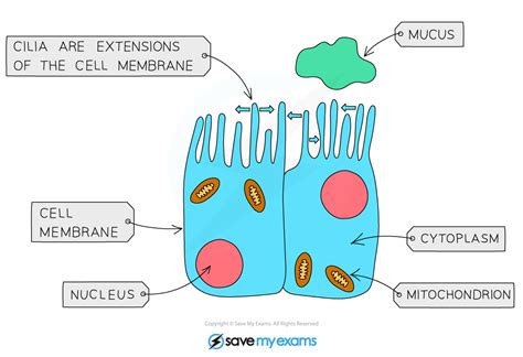 Cilia & Mucus (11.1.2) | CIE IGCSE Biology Revision Notes 2022 | Save My Exams