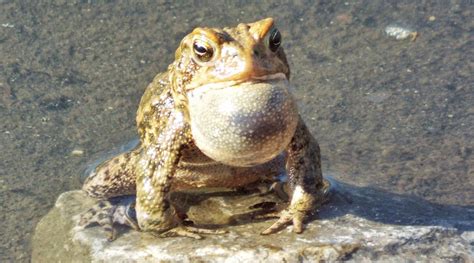 American Toad | The Animal Facts | Appearance, Diet, Habitat, Behavior