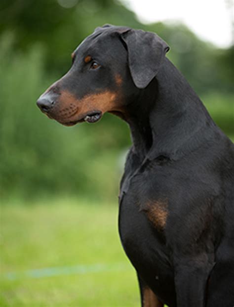 How Much Is A Purebred Doberman Pinscher